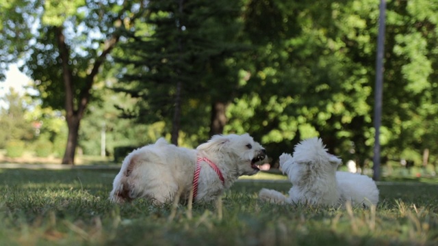 狗在公园里玩耍。好玩的宠物在阳光明媚的日子里玩耍视频素材