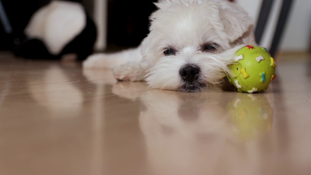 疲倦的狗想小睡一会儿。一只马耳他狗和他的球玩具躺在公寓里视频素材