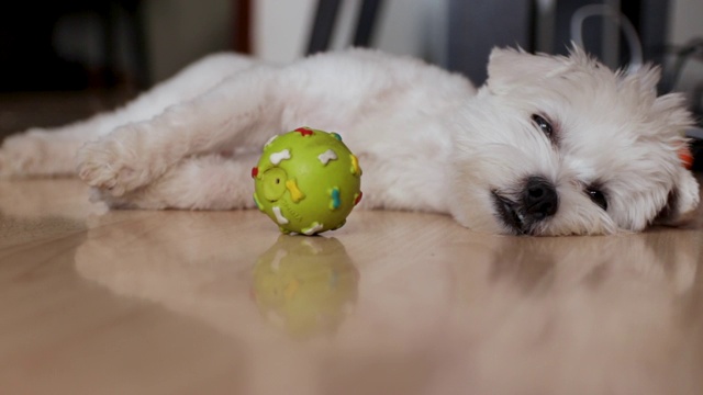 疲倦的狗想小睡一会儿。一只马耳他狗和他的球玩具躺在公寓里视频素材