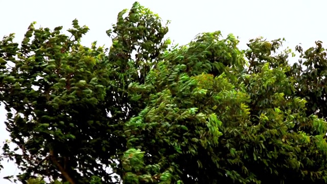 树木在暴风雨和大雨期间，大雨和大风吹过树木视频素材