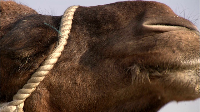骆驼嚼干草。视频素材