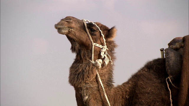 一只骆驼正在咬一群露营者后面的另一只骆驼。视频素材