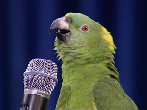 鹦鹉对着驯兽师手持的麦克风“说话”。视频下载