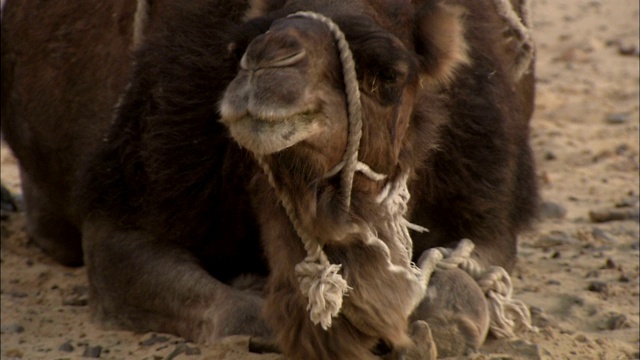 一只骆驼注视着它的周围。视频素材