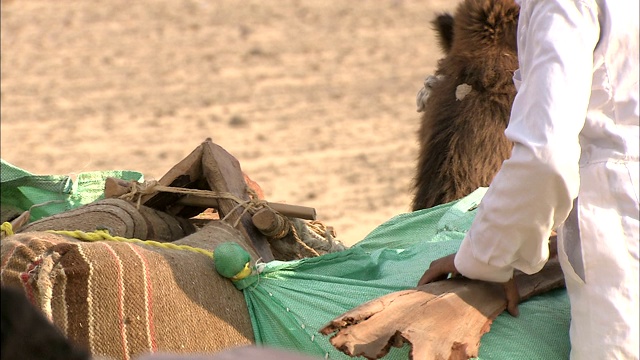 旅行者把行李装到骆驼背上。视频素材