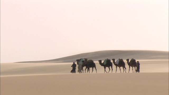 一队男人和骆驼穿越沙丘。视频下载