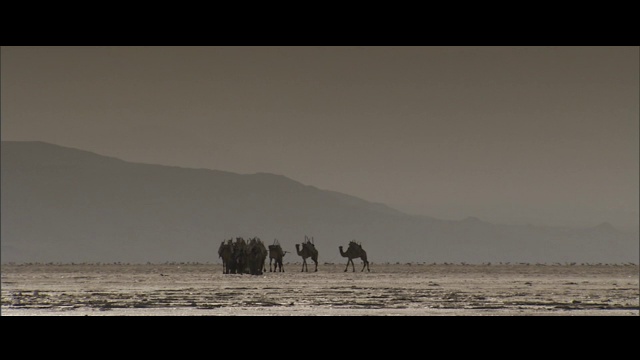 盐滩,骆驼,旅行拖车,热视频素材
