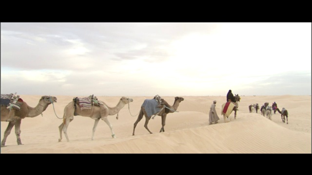 骆驼,设备用品,典礼,护送队视频素材