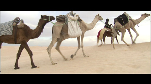 盐滩,骆驼,旅行拖车,热视频素材