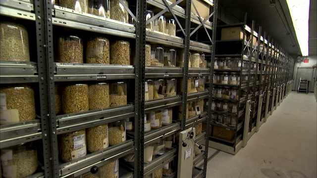 一间储藏室的架子上堆满了成罐的干玉米。视频下载