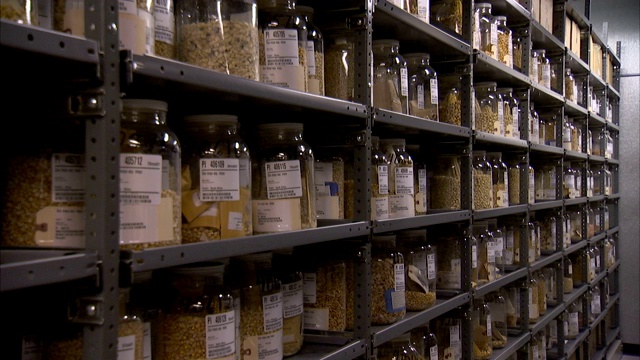 金属架子上的几十个罐子里装满了玉米种子。视频下载