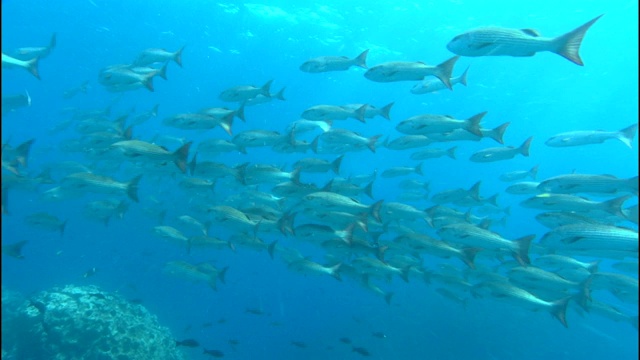 一大群鱼游过蓝色的海水。视频素材