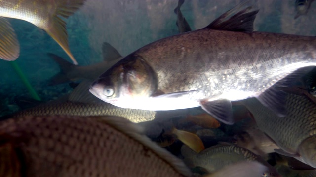 鱼市鱼缸中常见的淡水鱼品种视频下载