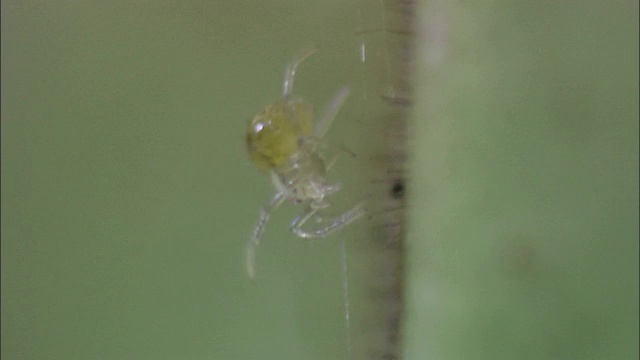 一只蜘蛛从一片毛茸茸的叶子上爬下来。视频下载