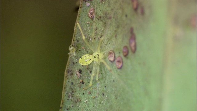 一只蜘蛛在成熟蜘蛛附近的叶子边缘爬行。视频素材