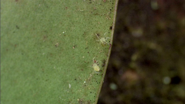 蜘蛛在爬上蜘蛛网和沿着叶子的边缘爬行时相互作用。视频素材