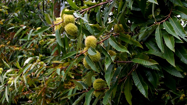 在托斯卡纳的森林里的一个栗子树枝上生长的栗子的特写。视频素材