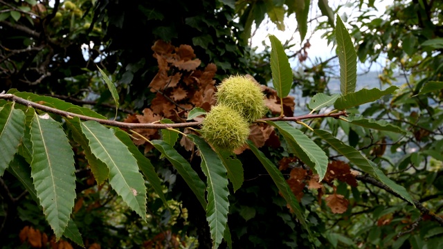 在托斯卡纳的森林里的一个栗子树枝上生长的栗子的特写。视频素材