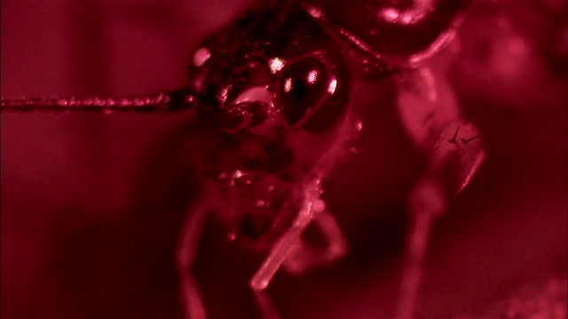蟋蟀用口器抓住食物。视频素材