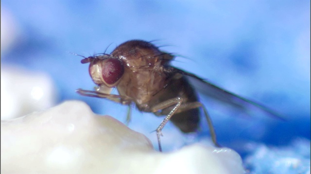 苍蝇以一种白色物质为食。视频素材