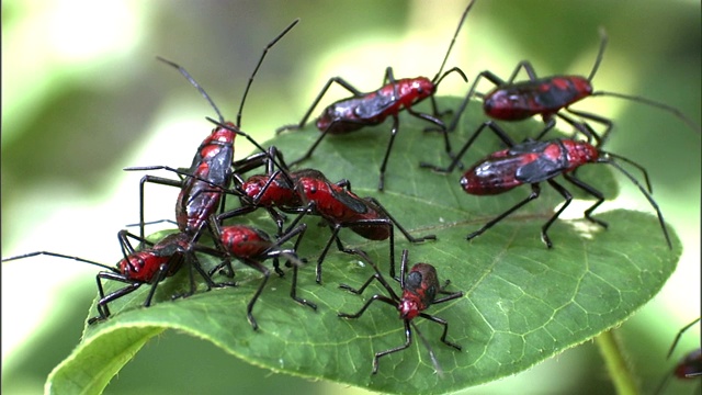 红色和黑色的甲虫聚集在一片叶子上。视频素材