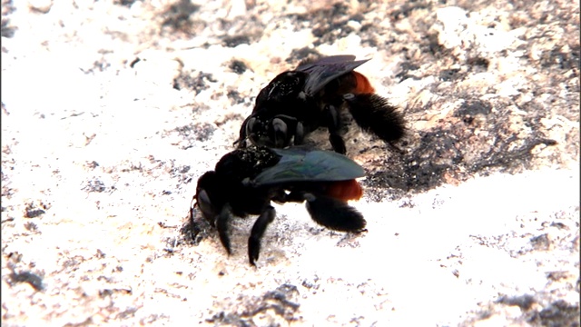 黑蜜蜂在岩石地上爬行。视频素材