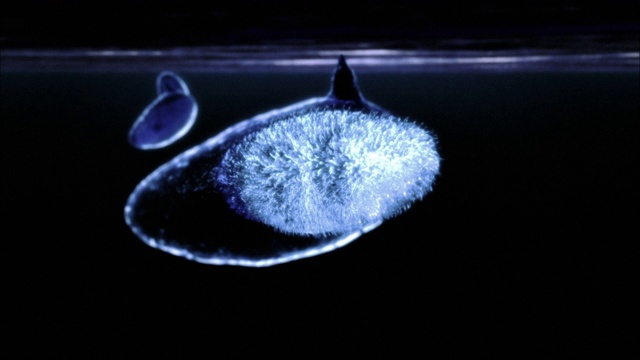 在电脑生成的动画中，水下细胞在蜗牛体内钻洞。视频下载