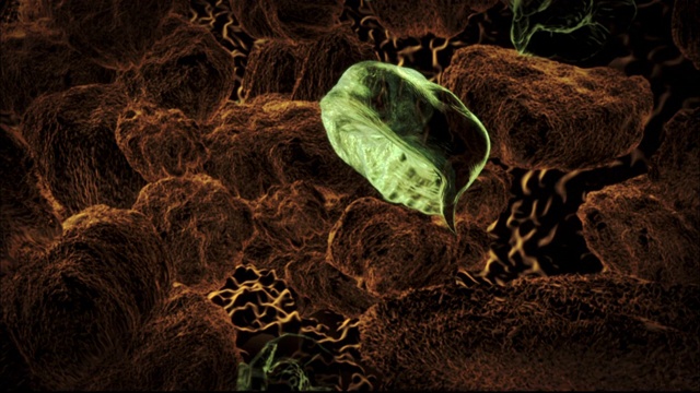 在电脑生成的动画中，一只老鼠和一只蜗牛寄生了一些寄生虫。视频下载