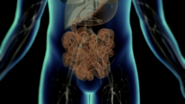 在计算机生成的动画中，一个人体解剖模型突出了肠道寄生虫。视频下载