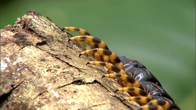 一只秘鲁巨大的橙色腿蜈蚣正躺在一根圆木上。视频素材