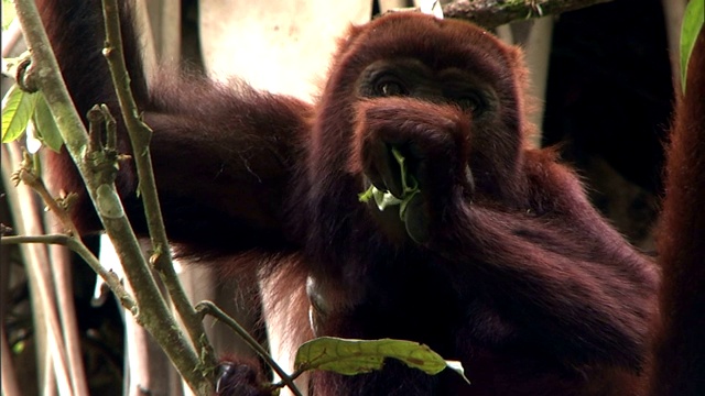 一只吼猴在吃树叶。视频下载