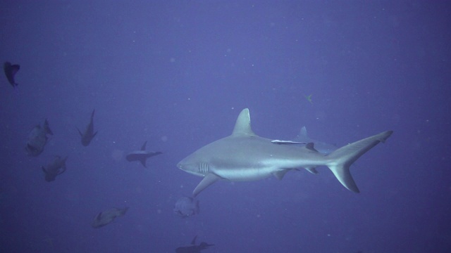 灰礁鲨，帕劳视频下载