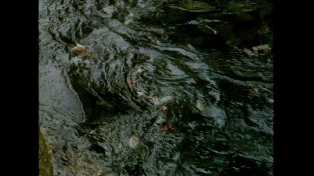 秋叶在平缓的河面上打旋;1981视频素材