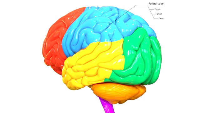 人体神经系统中枢器官脑叶解剖学视频素材