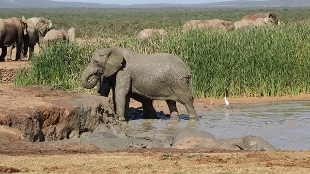非洲大象在水里玩耍，阿多大象国家公园，南非视频素材