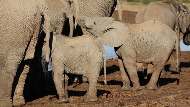 南非阿多大象国家公园，非洲小象和妈妈视频素材