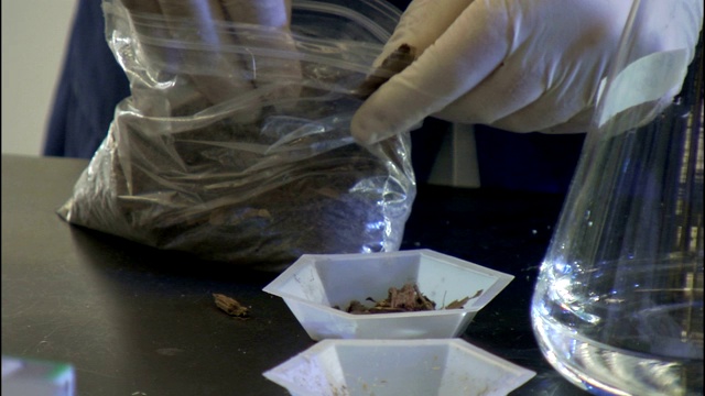 实验室技术人员将土壤样本放入培养皿。视频素材