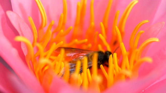 近距离的蜜蜂授粉莲花视频素材