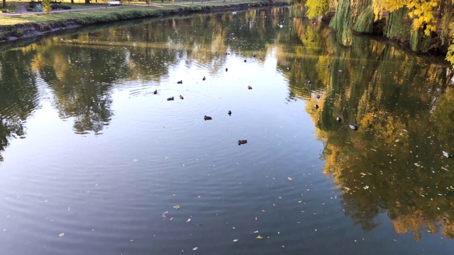 有鸭子和树木的池塘。阳光洒在树冠上，营造出一种神奇的感觉。自然美的概念。视频素材