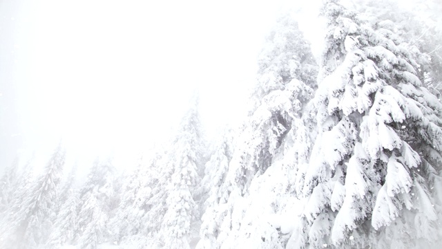 冬季仙境雪冷杉树视频下载