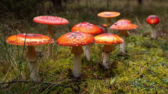 鹅膏，树林里的蘑菇视频素材