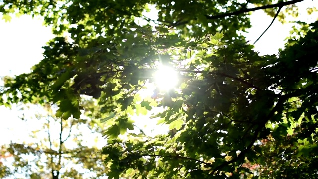 阳光穿过树冠。视频素材