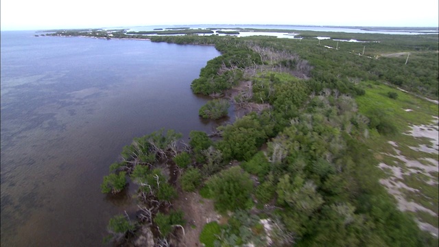 植被沿着佛罗里达大沼泽地的海岸排列。视频素材
