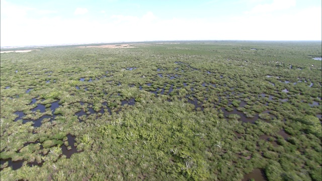 植被生长在大沼泽地附近的浅水区。视频素材