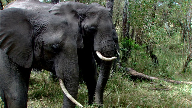 两只非洲象用它们的象鼻吃大草原上的草。视频下载
