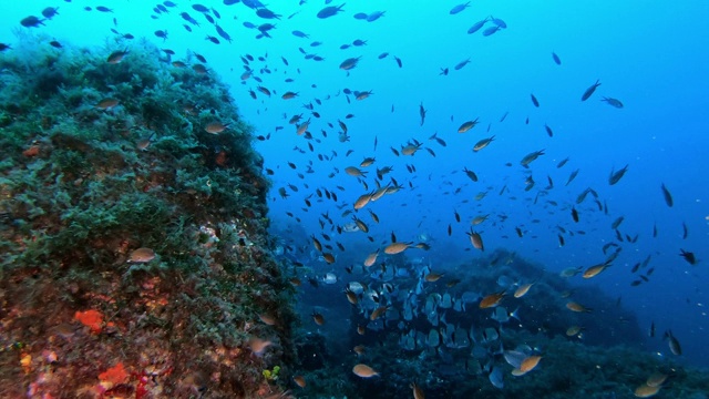 地中海的海底场景与豆娘鱼和鲷鱼视频素材