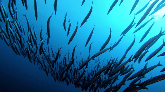 视角场景-水肺潜水与梭鱼学校视频素材