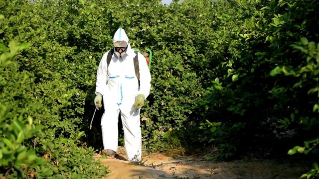 在柠檬果树上喷洒有毒害虫或杀虫剂的人。视频下载