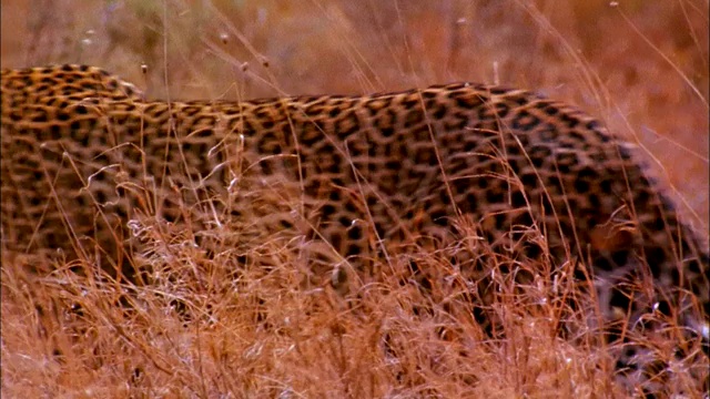 一只豹子在干草中徘徊。视频下载