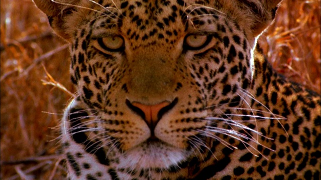 豹子脸的特写。视频下载